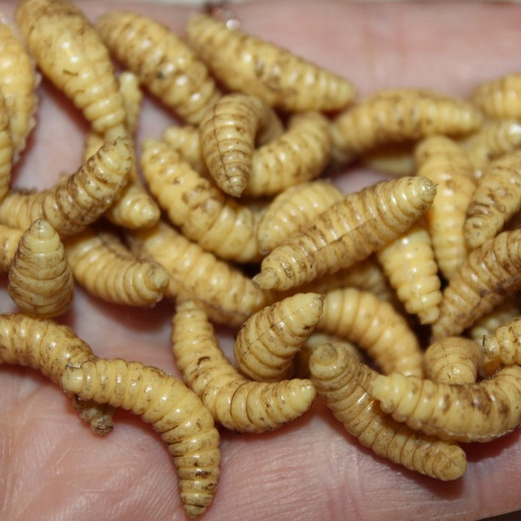 Maggots for Film and TV Props, Zombie, Halloween, Medical