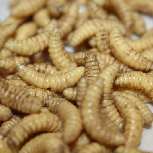 Maggots for Film and TV Props, Zombie, Halloween, Medical