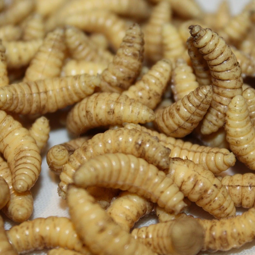 Maggots for Film and TV Props, Zombie, Halloween, Medical